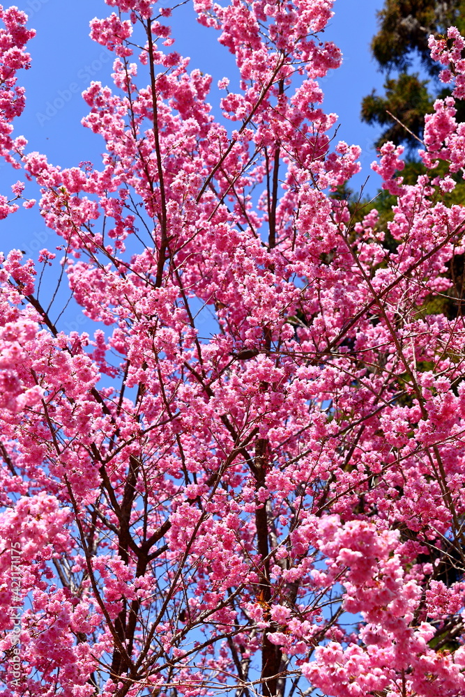 Beautiful Cherry Blossom in Alishan National Forest Recreation Area, situated in Alishan Township, Chiayi , TAIWAN.
