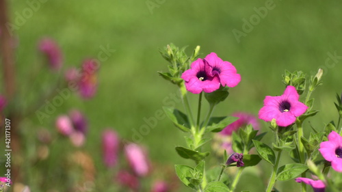 pink flower