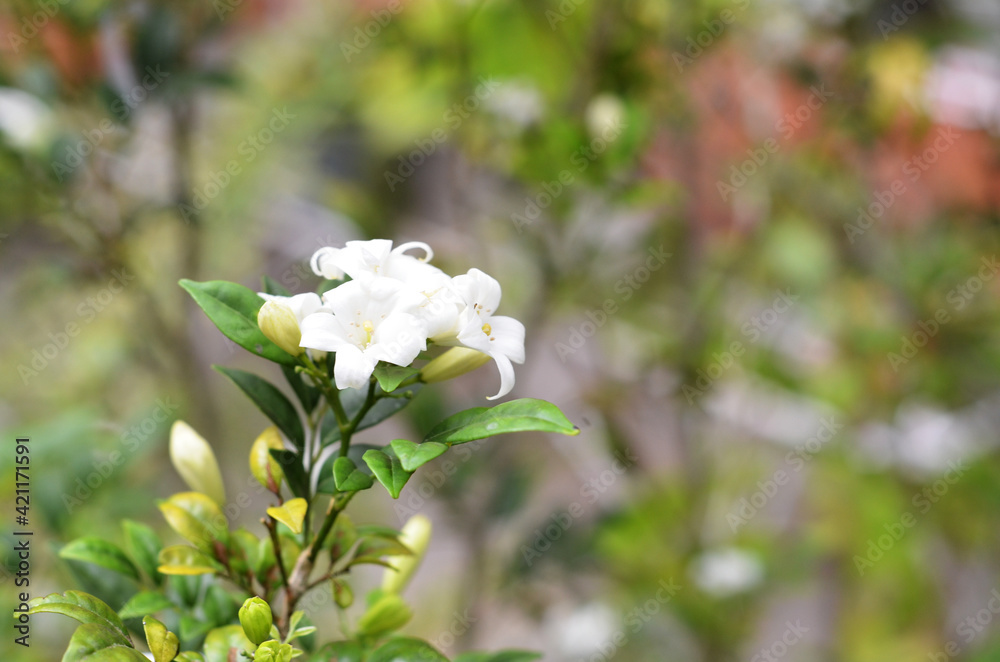 Fototapeta premium flower of Kemuning or Murraya paniculata (orange jessamine) usually planted as an ornamental plant and a hedge plant. close-up with selective focus and blurred background