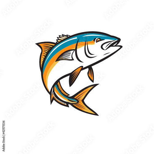 Retro style illustration of a California yellowtail, amberjack, forktail, mossback, yellowtail tunis or Seriola dorsalis, a  ray-finned fish of family Carangidae, jumping up on isolated background.