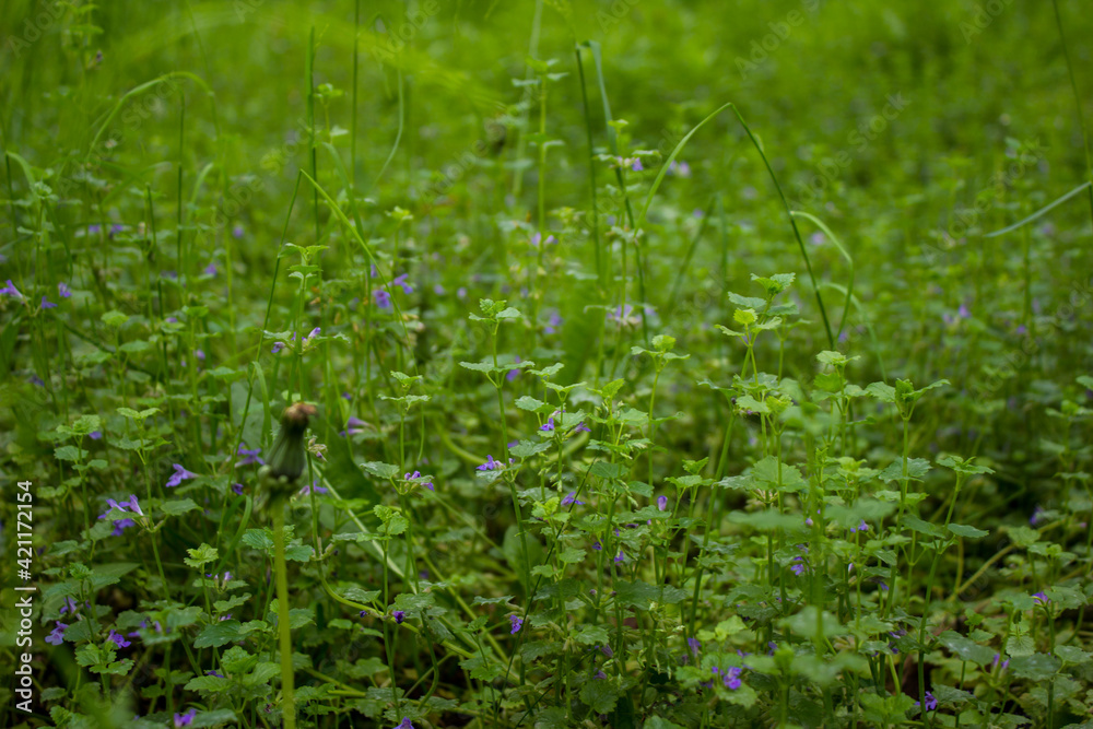 purple little flowers in focus on a blurred background. beautiful background with flowers. summer atmospheric photo. purple little flowers in focus on a blurred background. beautiful background with flowers. summer atmospheric photo.