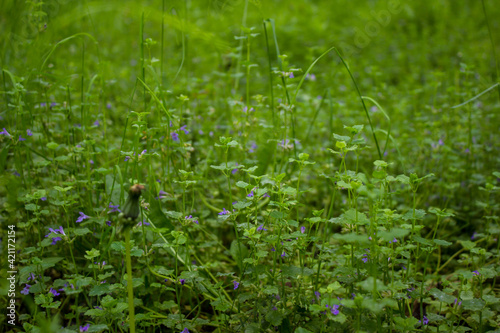 purple little flowers in focus on a blurred background. beautiful background with flowers. summer atmospheric photo.