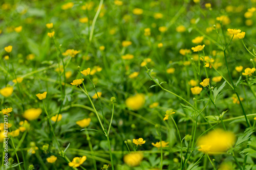 natural background, heap of yellow flowers in a green fields