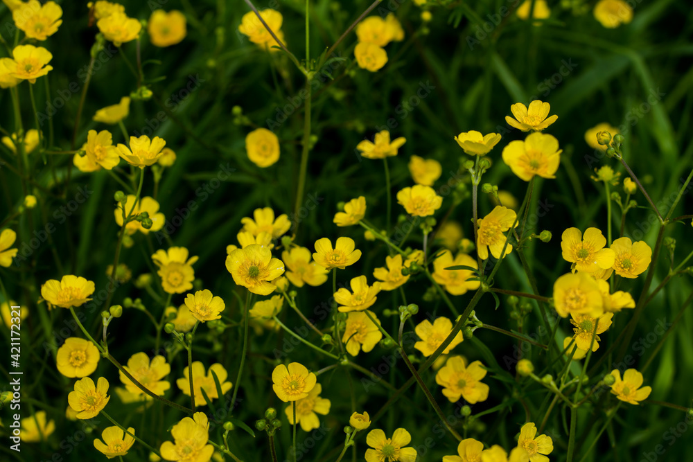 Dark background with yellow flowers. floral beautiful background. top view. A floral background in a dark key with a blank space in the center for text.