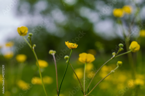 Yellow flowers in focus on a blurred background. gorgeous and summer background for your design. template for the florist.