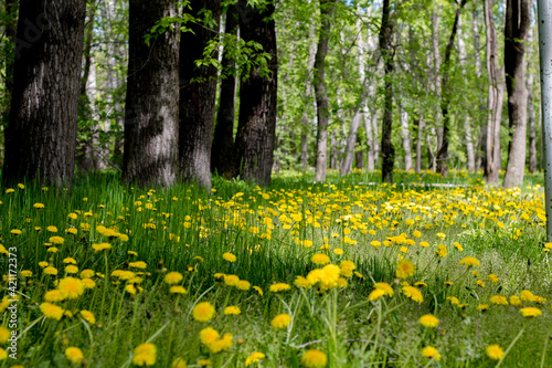 beautiful meadow with dandelions. medicinal flowers. yellow flowers turned towards the sun. beautiful nature of russia