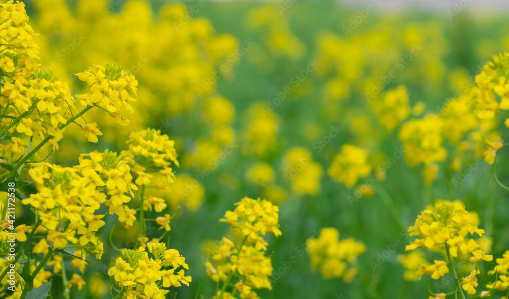 yellow flowers on a blurred background. background with place for text. copy space, summer flowers yellow flowers on a blurred background. background with place for text. copy space, summer flowers