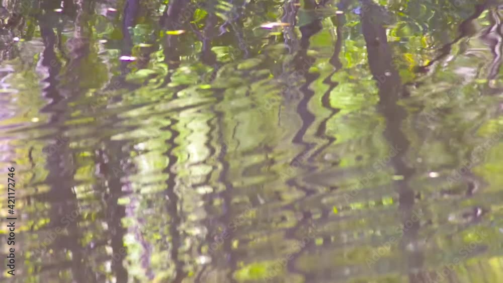 Calming trippy waving ripples flow across the surface of a woodland pond great colors! Calming trippy waving ripples flow across the surface of a woodland pond great colors!