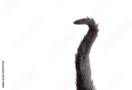 Black cat tail isolated on white photo