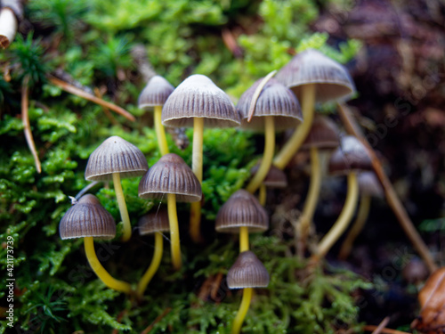 Bild auf Leinwand Group of psilocybin mushrooms  growing on the forest moss