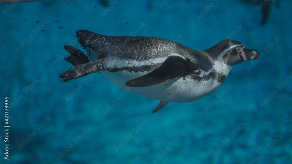 Fototapeta premium Arctic life