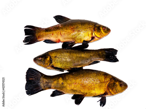 Freshwater fish tench on a white background. Fish tench. Freshwater fishing. Fishing catch. Underwater animals of lakes and rivers. Cooking food. Fins and scales. Background image. photo