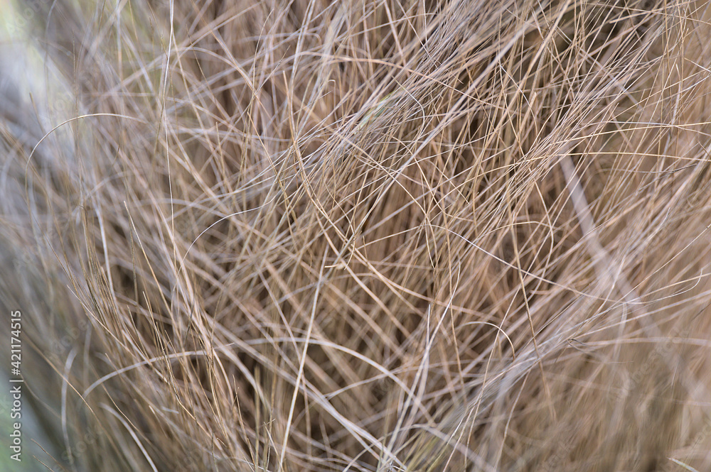 Beautiful closeup view of coarse fibrous material clasping the trunk of Chinese windmill palm (Trachycarpus fortunei) widely growing in Ireland. Used to make rope and sacks Beautiful closeup view of coarse fibrous material clasping the trunk of Chinese windmill palm (Trachycarpus fortunei) widely growing in Ireland. Used to make rope and sacks