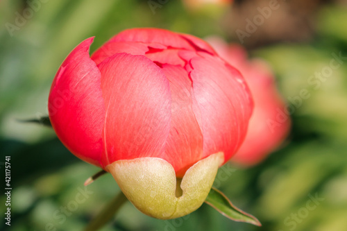 Fototapeta Naklejka Na Ścianę i Meble -  The budding coral peony close-up.
Gardening and floriculture concept.Selective focus with shallow depth of field.