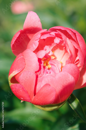 Fototapeta Naklejka Na Ścianę i Meble -  The budding coral peony close-up.
Gardening and floriculture concept.Selective focus with shallow depth of field.