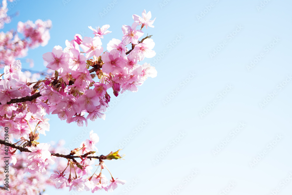 Kawazu cherry blossoms in full bloom and a refreshing blue sky