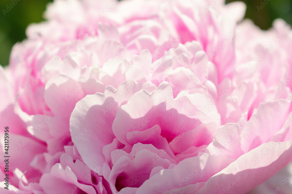 Pink terry peony close-up.Gardening and floriculture concept.Selective focus with shallow depth of field.