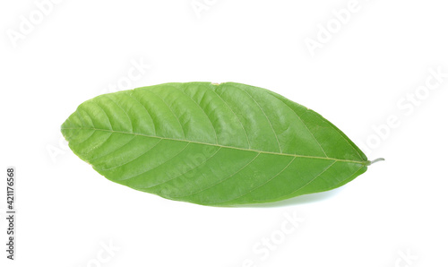fresh green cacao leaves isolated on white background