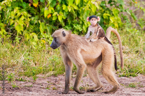 Baby monkey on the back of momma monkey  © pop_gino