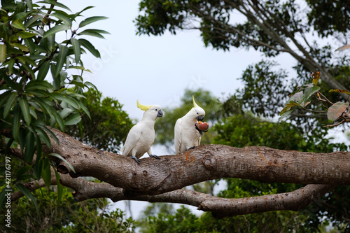 Fototapeta Naklejka Na Ścianę i Meble -  Two Australian native Sulphur-crested cockatoos perched on a mango tree. One bird is eating a whole passionfruit after snatching it from a vine. The other parrot watches enviously.