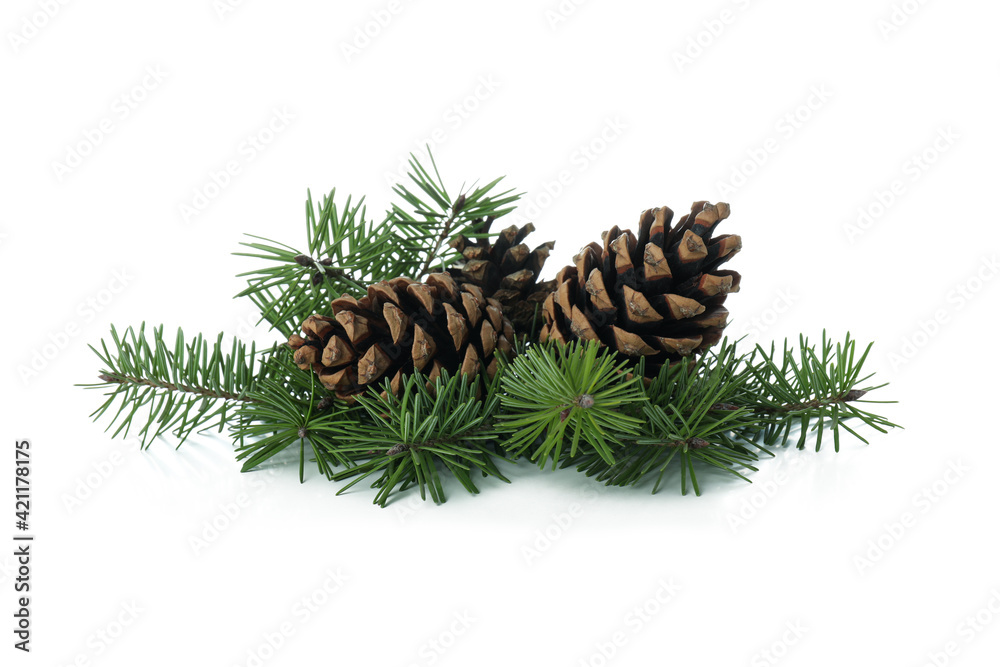 Pine twigs and cones isolated on white background Pine twigs and cones isolated on white background