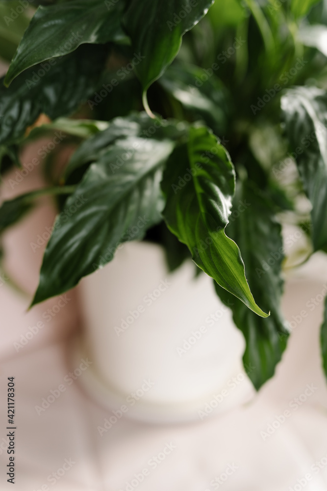 Close up of home plant in white pot Close up of home plant in white pot