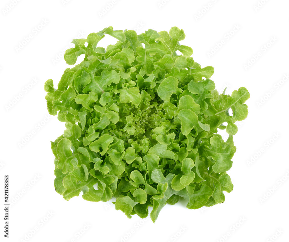 Fototapeta premium Salad leaf. Lettuce isolated on white background