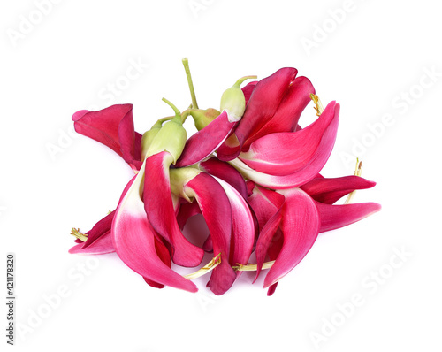 Red variant of Sesbania grandiflora on white background photo