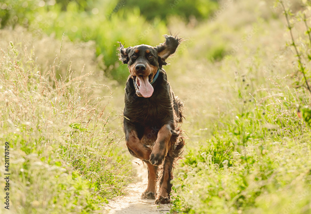 Gordon setter dog running on nature Gordon setter dog running on nature