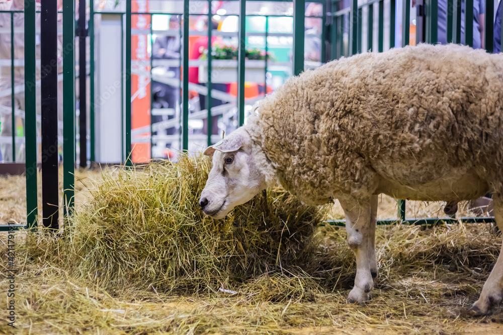 Portrait of funny cute texel sheep eating hay at agricultural animal  exhibition, small cattle trade show. Farming, feeding, agriculture  industry, livestock and animal husbandry concept Stock Photo | Adobe Stock