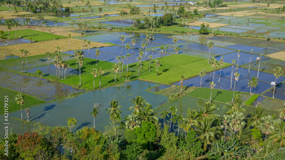 Scenic morning panorama on rice fields and sugar palms around Waingapu, Sumba island, East Nusa Tenggara, Indonesia