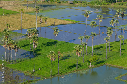 Beautiful morning view on rice fields and sugar palms near Waingapu, Sumba island, East Nusa Tenggara, Indonesia photo