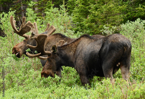 bull moose grazing in the willows in summer at brainard lake in the indian peaks eilderness area, colorado