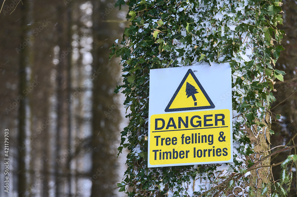 Beautiful view of forest danger sign tree felling and timber lorries on fir tree trunk with snow and ivy leaves in Ticknock Forest National Park, Co. Dublin, Ireland. Unusual Irish winter Beautiful view of forest danger sign tree felling and timber lorries on fir tree trunk with snow and ivy leaves in Ticknock Forest National Park, Co. Dublin, Ireland. Unusual Irish winter