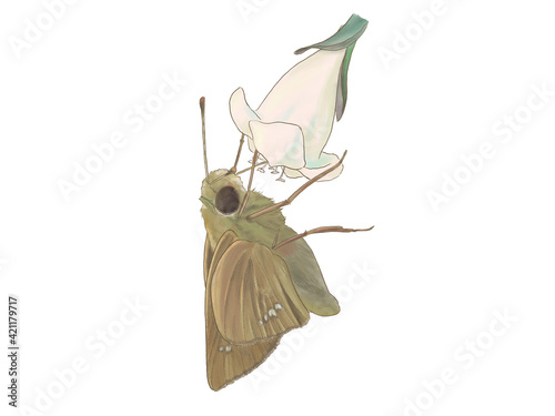 アベリアの蜜を吸うイチモンジセセリ