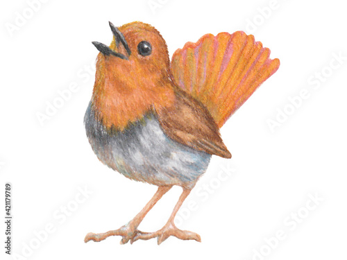 手描きのさえずるコマドリ