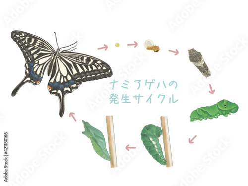 ナミアゲハの発生サイクル