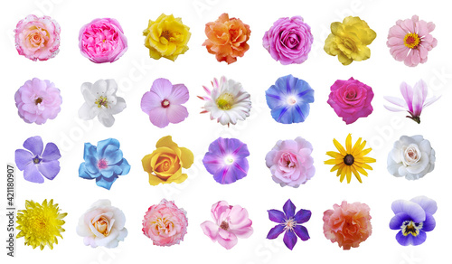 Macro photo of flowers set: rose, cactus flower, ipomoea, magnolia, pansy, hibiscus on white background.
