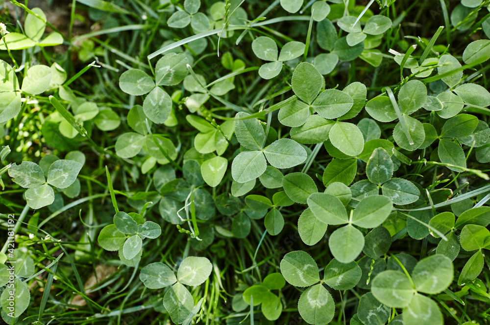 Closeup of Leaf clovers Closeup of Leaf clovers