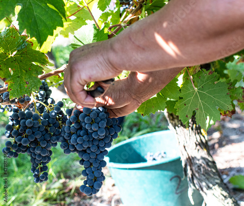 mains de vendangeur au travail en train de couper une grappe de raisin sur un cep de vigne pendant la vendange