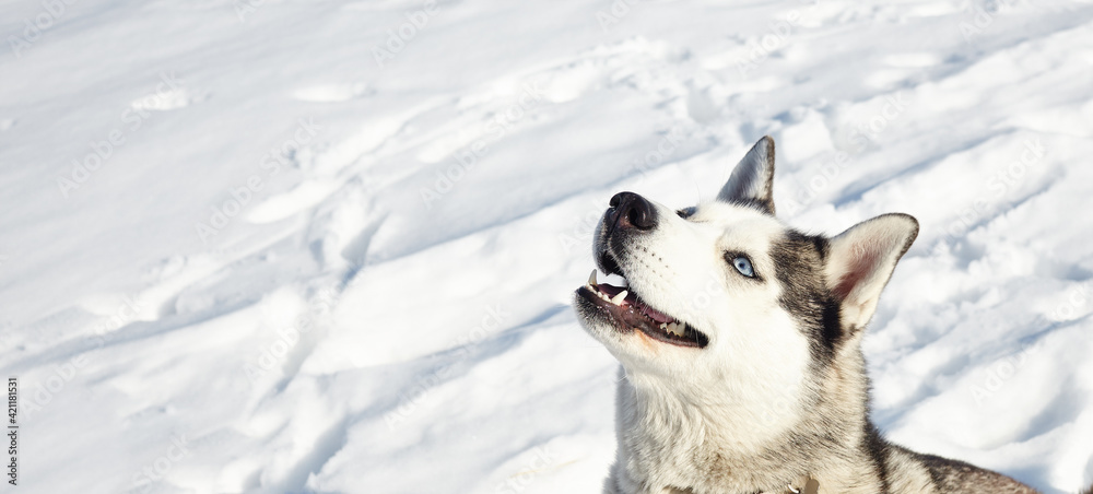 Husky dog sitting in the snow and waiting for play Husky dog sitting in the snow and waiting for play