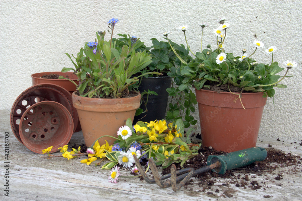 plantes en pots ,jardinage de printemps , outil