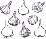 illustration Set of drawing different garlic lineart
