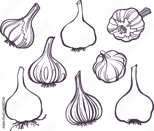 illustration Set of drawing different garlic lineart