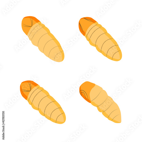 Food Insects: Silkworm Pupa insect deep-fried crispy for eating as ready meal food items, it is good source of protein edible for future food. Entomophagy concept.