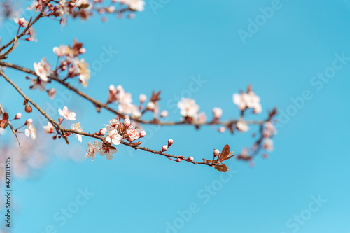 Blossoming cherry branches against blue sky. Spring concept. Selective focus