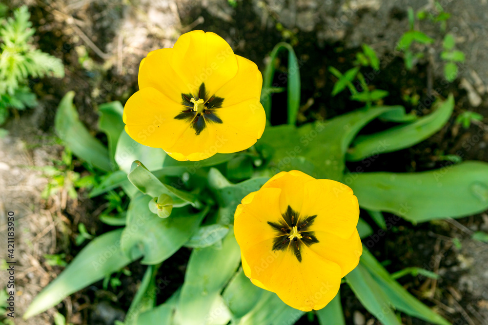Yellow tulips on a sunny day Yellow tulips on a sunny day