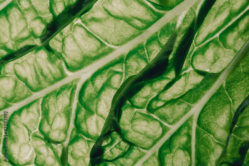 Close up view of chinese cabbage . Salad texture .