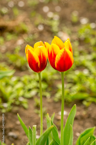 Two garden tulips of red and yellow color