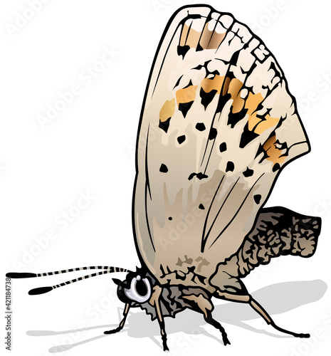 Northern blue - Beautiful European Butterfly Isolated on White Background, Vector Illustration